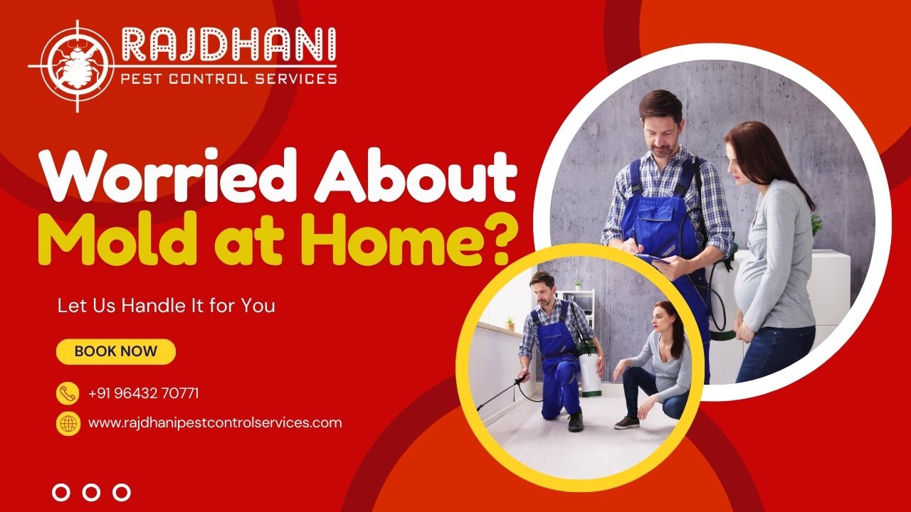 Need Pest Control Services Near Me? Get the Best in Noida