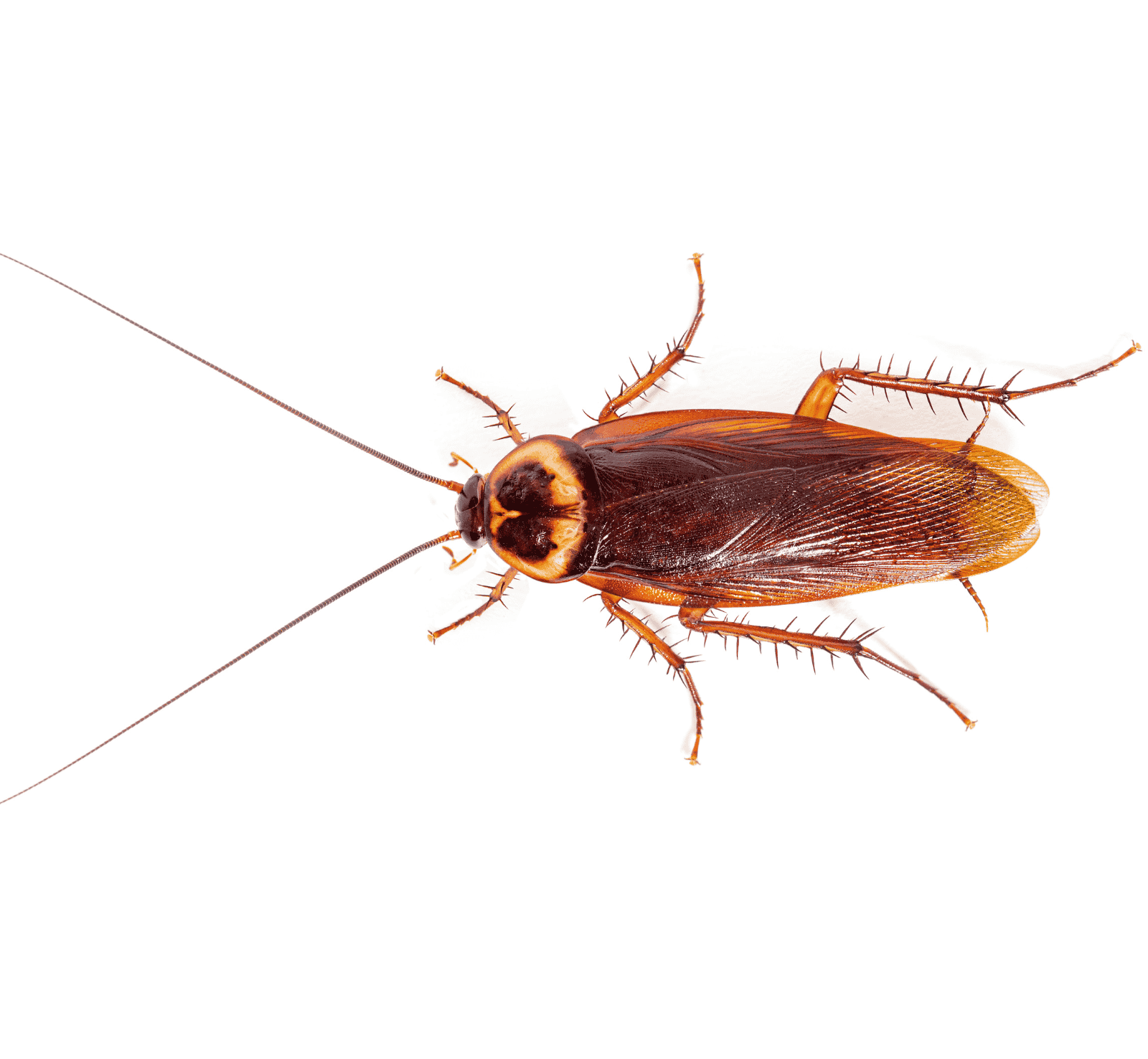Experts in Pest Management